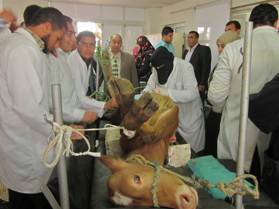 Veterinary 3